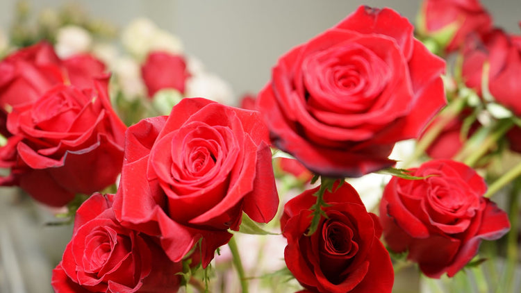 Love & Romance